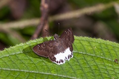 Tagiades ultra