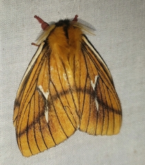 Cerodirphia nadiana