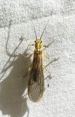 Anacroneuria