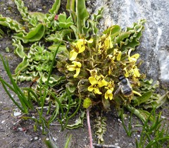 Soroseris hookeriana erysimoides