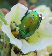 Calomacraspis splendens