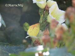 Abaeis xantochlora xantochlora