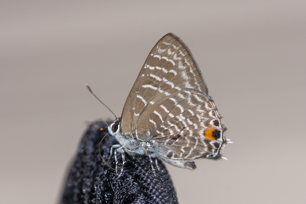 White Ciliate Blue