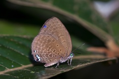 Arhopala moolaiana