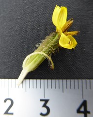 Soroseris hookeriana erysimoides