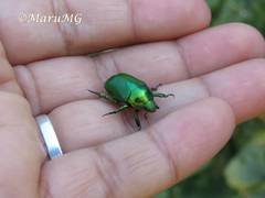 Calomacraspis splendens