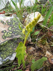 Botrychium neolunaria