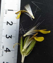 Soroseris hookeriana erysimoides