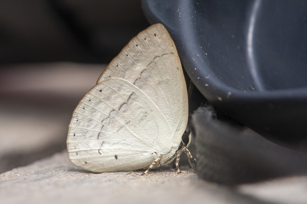 Narrow-banded Sunbeam