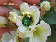 Calomacraspis splendens