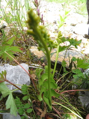 Botrychium neolunaria