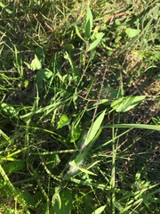 Dichanthelium villosissimum