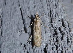 Eudonia leptalaea
