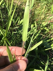 Dichanthelium villosissimum