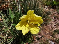 Oenothera macrosceles