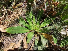 Oenothera macrosceles