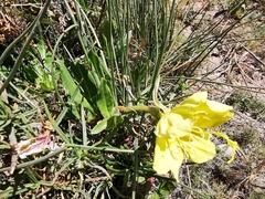 Oenothera macrosceles