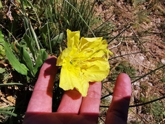 Oenothera macrosceles