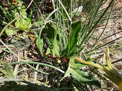 Oenothera macrosceles