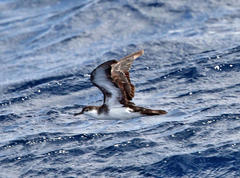 Puffinus lherminieri