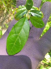 Solanum corifolium