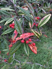 Cotoneaster salicifolius