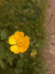 Ranunculus