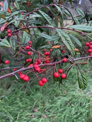 Cotoneaster salicifolius