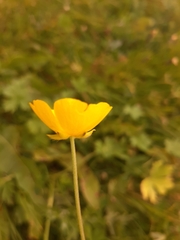 Ranunculus