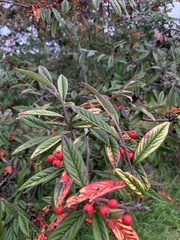 Cotoneaster salicifolius