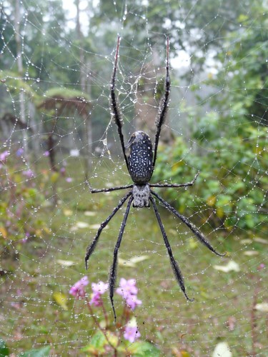 Hairy Golden Orb-weaving Spider photo 4