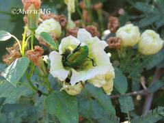 Calomacraspis splendens