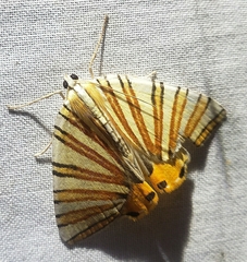 Pityeja histrionaria