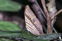 Amathusia schoenbergi