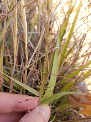 Eragrostis curtipedicellata