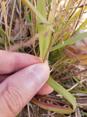 Eragrostis curtipedicellata