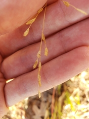 Eragrostis curtipedicellata