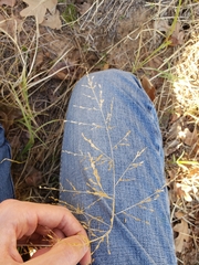 Eragrostis curtipedicellata
