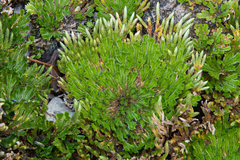 Selaginella pilifera