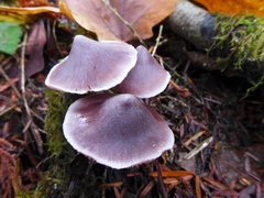 Cortinarius evernius