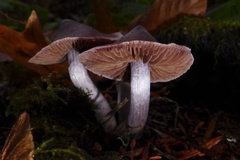 Cortinarius evernius
