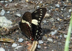 Papilio menatius