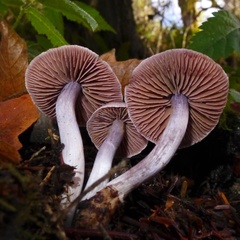 Cortinarius evernius