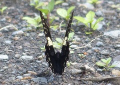 Papilio menatius