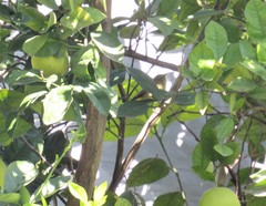 Leiothlypis celata