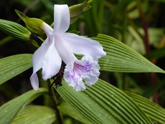 Sobralia rosea