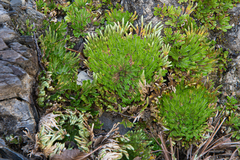Selaginella pilifera