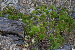 Selaginella pilifera