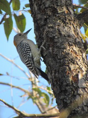 Melanerpes aurifrons