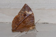Zeuxidia amethystus
